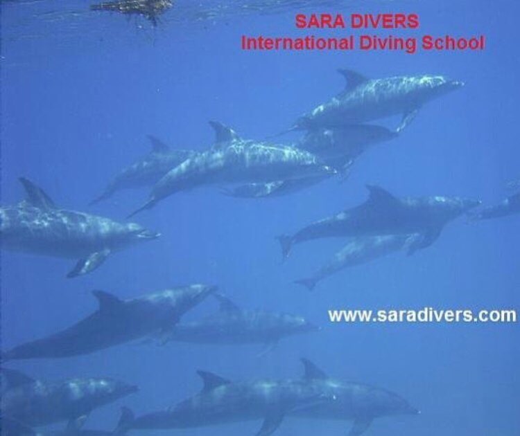 travelegyptjp's tweet photo. Go Travel Egypt #travel #egypt #travelegypt #sea #ocean #diving #dive #divingtrip #divetour #go #gotravel #egypttravel #redsea #hurghada https://t.co/z1F3lVihSd
