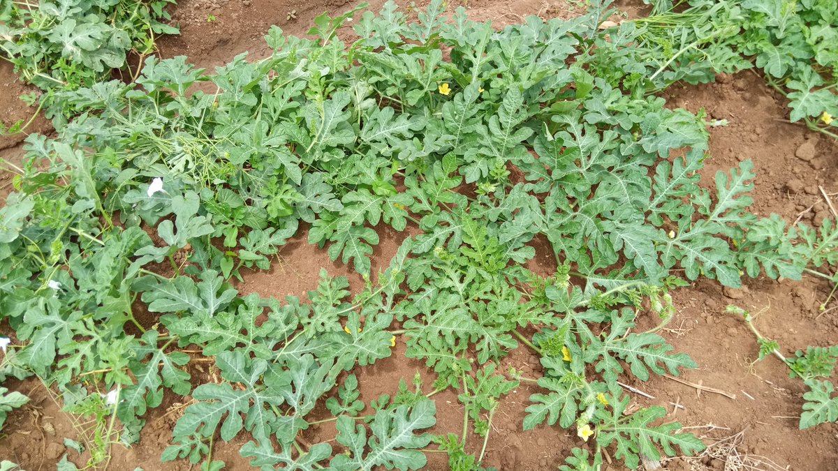 abdiziy's tweet photo. In Tana we have the best farming soil.. All we need as tanarians is just some support from all stakeholders @Dhadho_Godhana @EGodhana @Jillodandi @EvePatricks @MadubiR
#watermelons
#county004
#AgribusinessTalk254
#agribusiness
#agricultue https://t.co/D2LEFtV2q2
