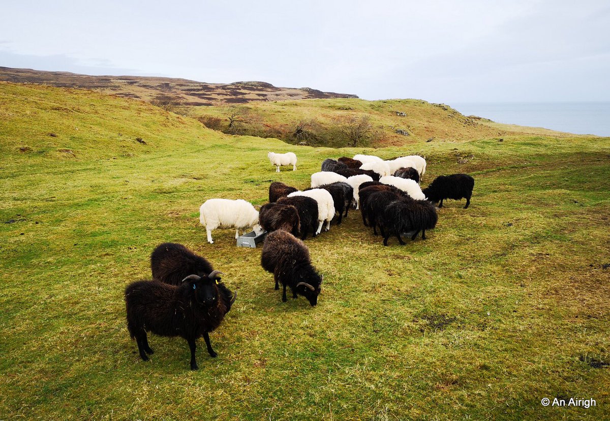 One month to go #lambing19 #crofting #Skye #Hebridean #cheviot #sheep