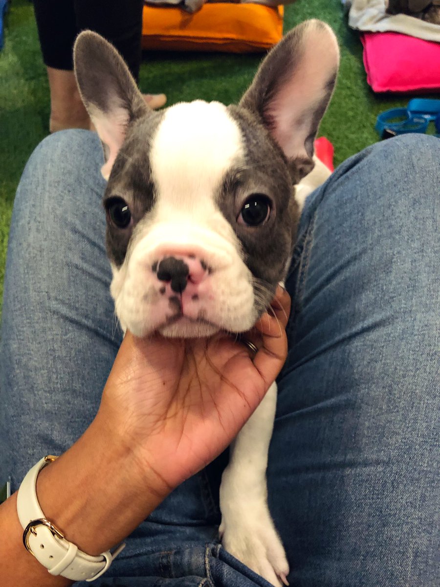 pam_desilva's tweet photo. Busy day at work 🐶 @pawsinwork https://t.co/p0IW6gsxIW