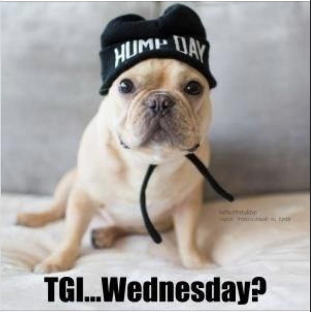 JodiOkun's tweet image. Happy Hump Day! #HappyHumpday #TGIWednesday?