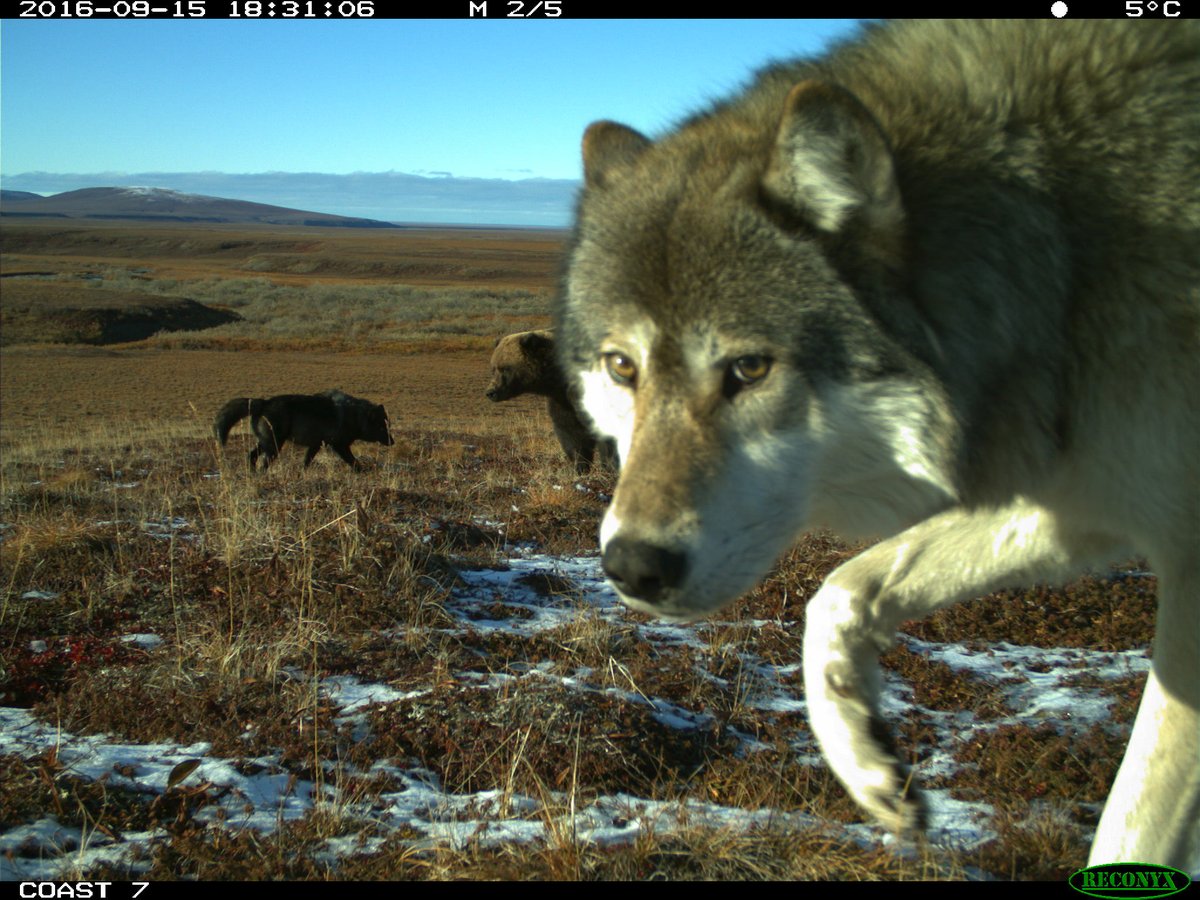 ParcsCanada's tweet photo. Face à face avec des animaux! Du nord du #Yukon aux eaux du #parcmarinSSL du Québec, nos webcaméras et appareils photo actionnés par le mouvement 📷 sont là pour capturer des moments sur le vif! https://t.co/JywX1hDVWg #MercrediSauvage https://t.co/eGYeelMctp