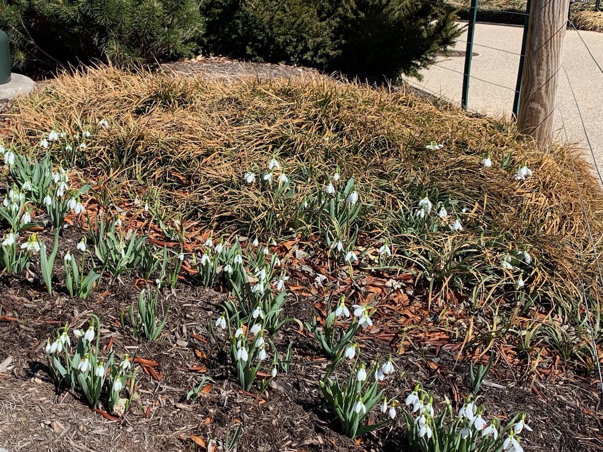 MaggieDaleyPark's tweet image. These Snowdrops @maggiedaleypark are a sure sign of #springinchicago