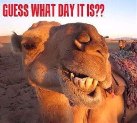 DuvalCbd's tweet photo. Let https://t.co/Kx580uFCgz get you over the hump! Pure, 3rd party tested, American grown CBD oil. We ship to your doorstep! #CBDlife #CBD #Jax #Jacksonville #florida #FLA #HempHeals #Hemp #springbreak2019 #USA #Humpday #WednesdayWisdom https://t.co/R3dKJyGKAp