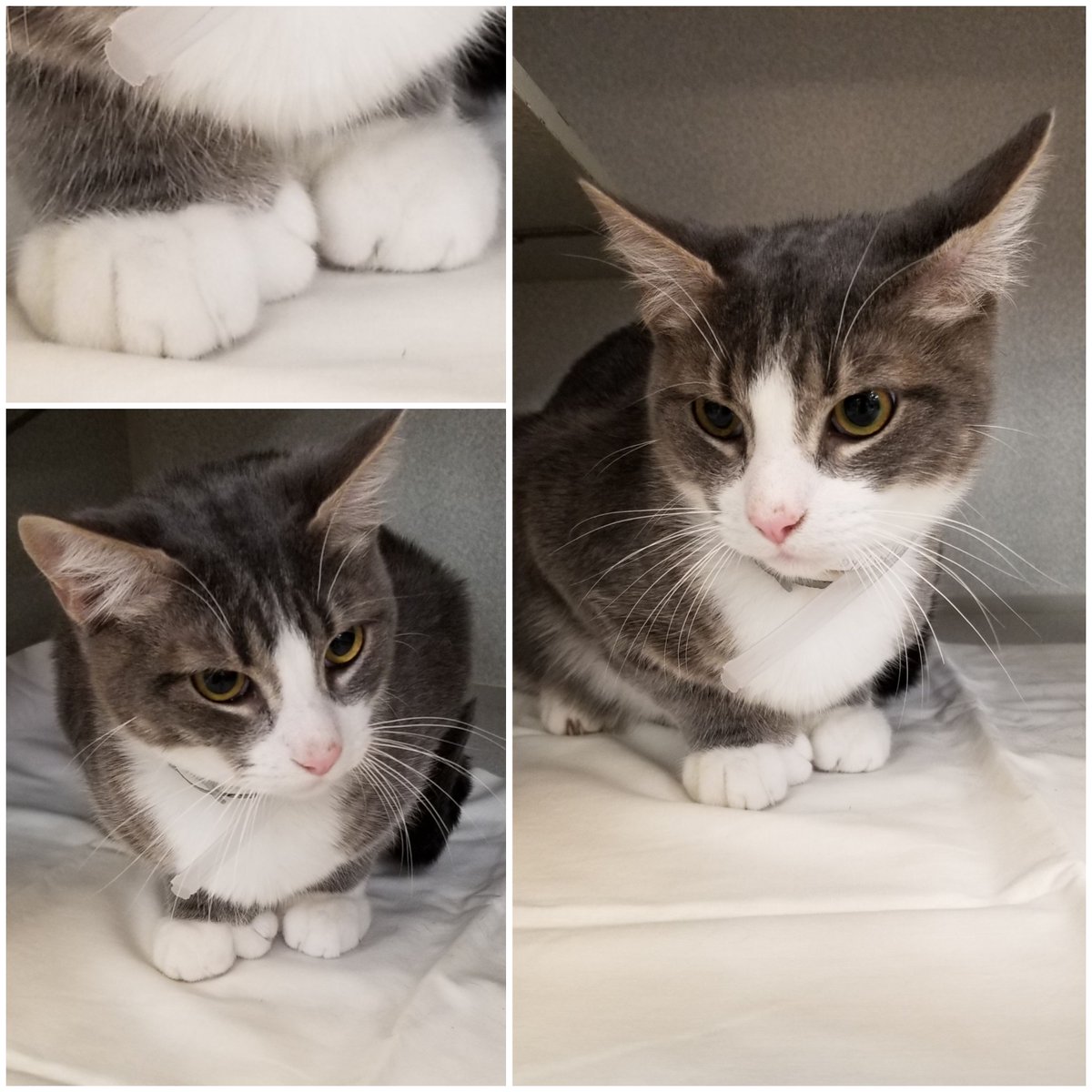DallasShelter's tweet photo. Toby (A1062279) has the most interesting paws we've ever seen! The pictures don't capture the full cuteness so come into #DAS &amp; see them for yourself! #BeDallas90 #UniquePets #CuteCats #FurryFriends #CloudPaws https://t.co/iZlnyP6YcP