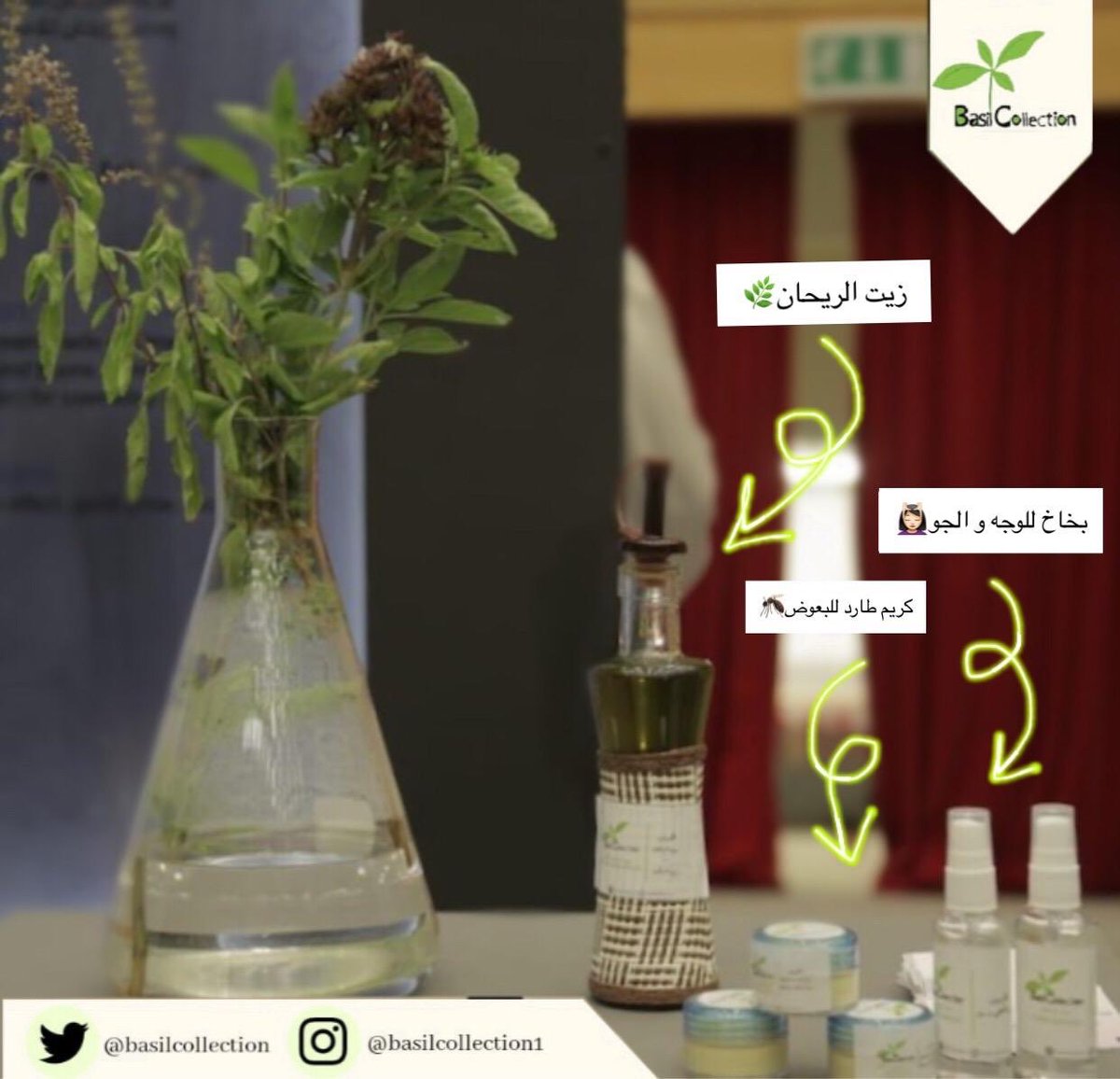 Basil collection (@BasilCollection) / Posts / X