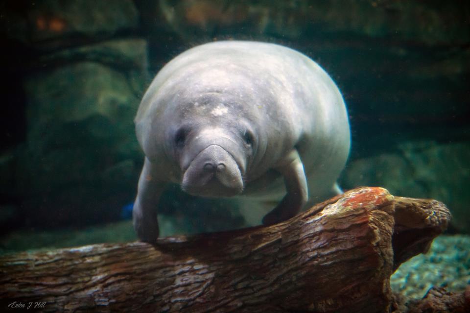 DYK - manatees are sometimes referred to as sea cows. #ManateeAppreciationDay
