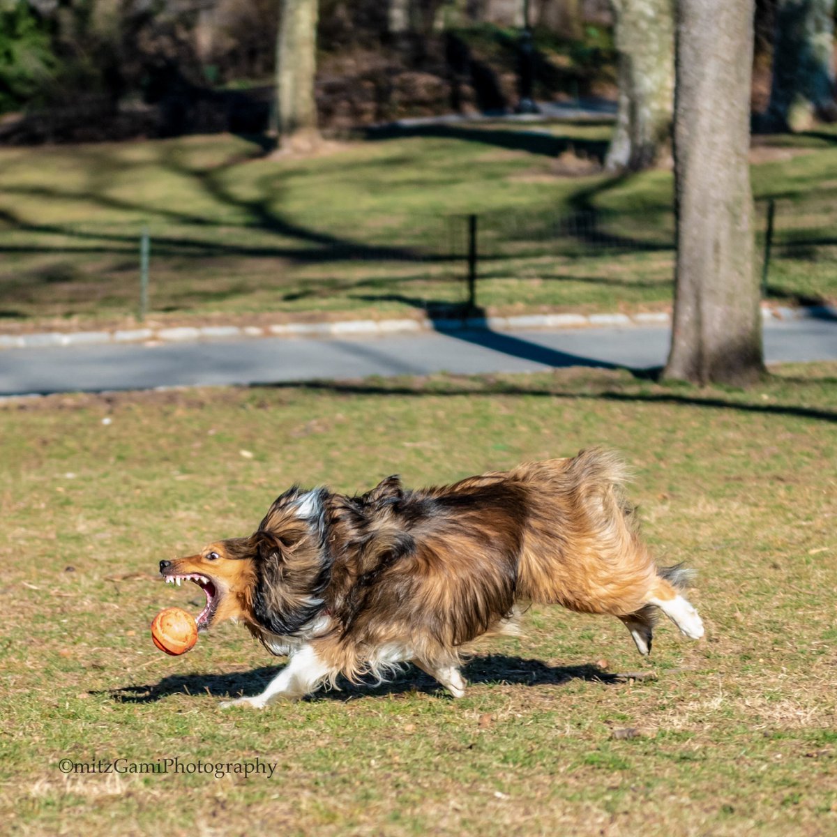 mitzgami's tweet photo. Capturing the Shetland Sheepdog in action. #dogsofcentralpark #CentralPark #shetlandsheepdog #NewYorkCity #NikonNoFilter #NikonUSA #sheltie #DogsofTwittter #dogs #pets https://t.co/4mnqBYJHnb