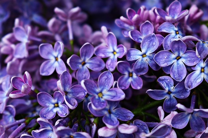 As a kid I wore lilac perfume. The scent has always appealed to me. I remember the kids at school used to think the smell was coming from outside, flowers blooming. It made me giggle. It still does... Love the lilacs in bloom now. #LilacsBlooming #SweetScents