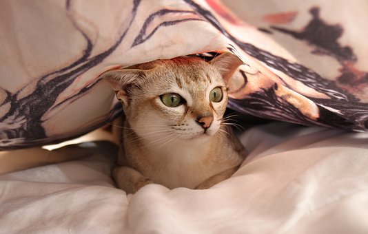 GoodNightsRest's tweet photo. A #mattresspad can be an affordable way to level up your bed. It also adds that extra layer of protection so make sure that you get the most out of your mattress---especially if you share it with a pet.

What's the perfect mattress pad for you? Find out:
https://t.co/9qBTZVvbz1 https://t.co/tGmQdnpgQ4