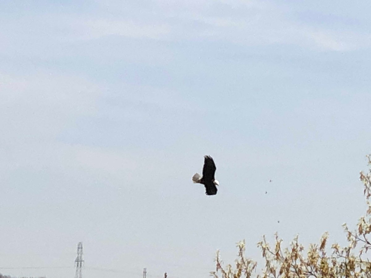 Bald eagle over Lake Squaw Creek. Folded wings and dove for a fish right after this pic. #baldeagle #squawcreek