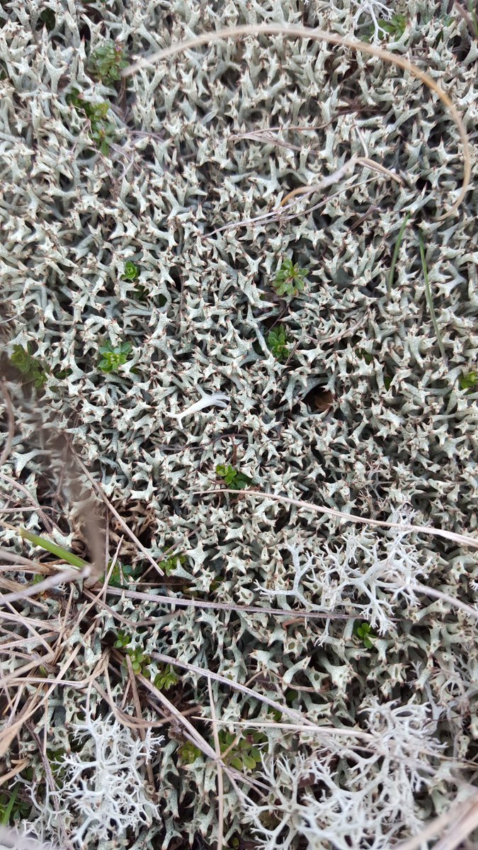 boneidle62's tweet photo. 2 of 2: #Dylife hosting interesting lichen mosaics &amp; heaths together with migrating #wheatear + minerals #chalcopyrite &amp; possibly #linarite or #langite. https://t.co/R550vk70pV
