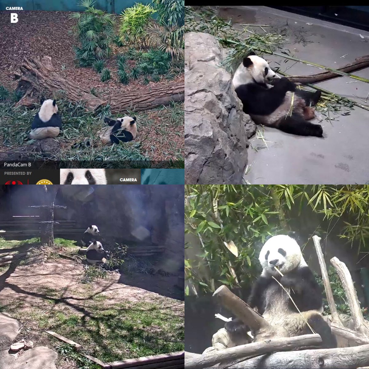 jkwok7's tweet image. When all pandas are having lunch/snacks break on #pandacam ⁦@houseofcubs⁩ ⁦@calgaryzoo⁩ ⁦@sandiegozoo⁩ ⁦@ZooATL⁩ ⁦@NationalZoo⁩ ⁦@TorontoPandas⁩ ⁦@TheLittleLuns⁩