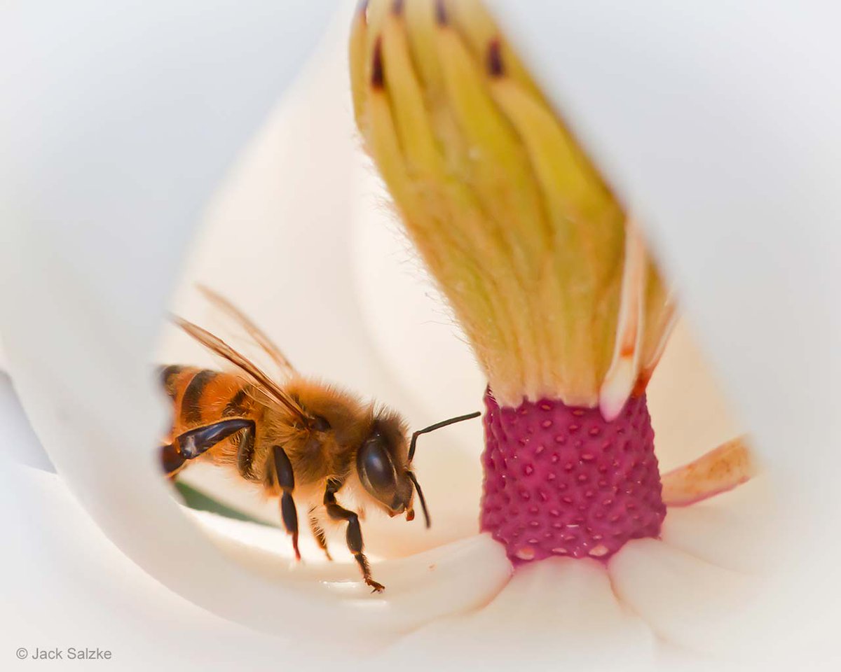 NHM_WPY's tweet photo. We’re continuing our #WPY_Spring theme with this beautifully framed glimpse of a honeybee entering the great white cup of a magnolia flower.
The shot was taken by young photographer and #WPYalumni Jack Salzke, who had been experimenting with macro photography in his garden. https://t.co/N9mIKGCgTb