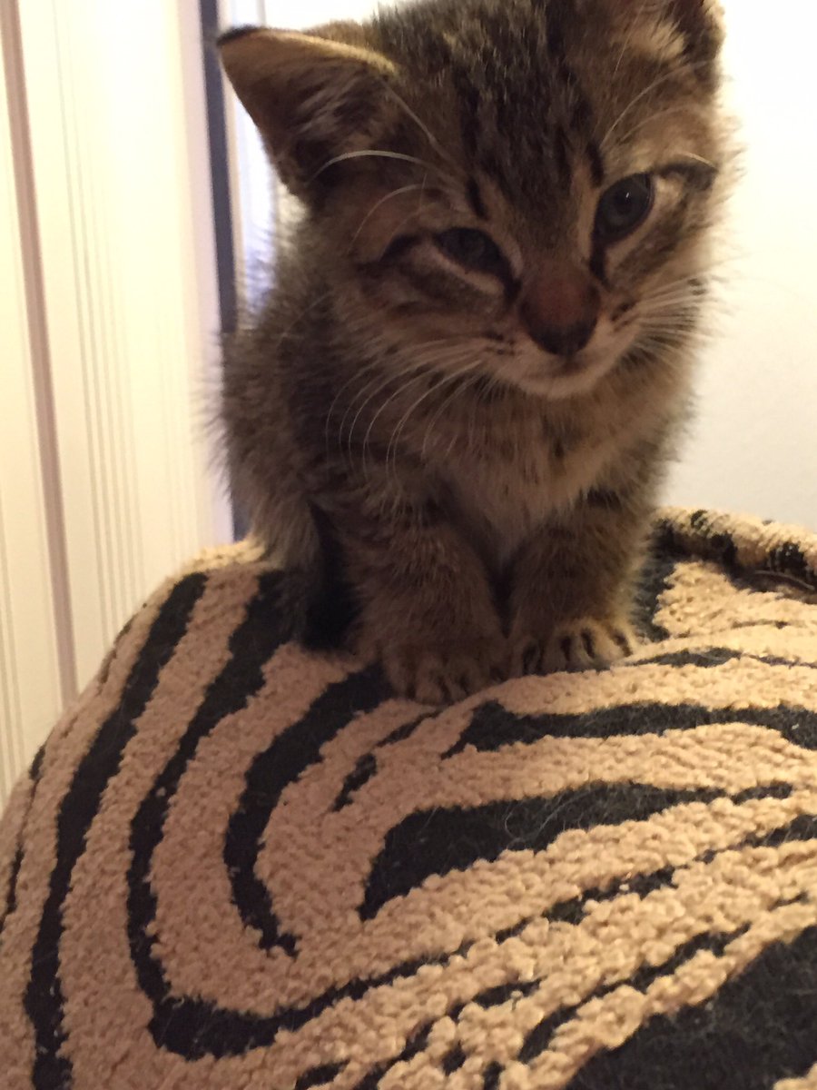 ALittleBlog1's tweet photo. Little on his first day home. His right eye was wonky - he had a head injury from being tossed into a dumpster - so I gave him the name “AlastorMoody” though I never called him by that name - he was always just “Little”. 🥰
https://t.co/e8Ba4b8g5f https://t.co/BLep09WW07