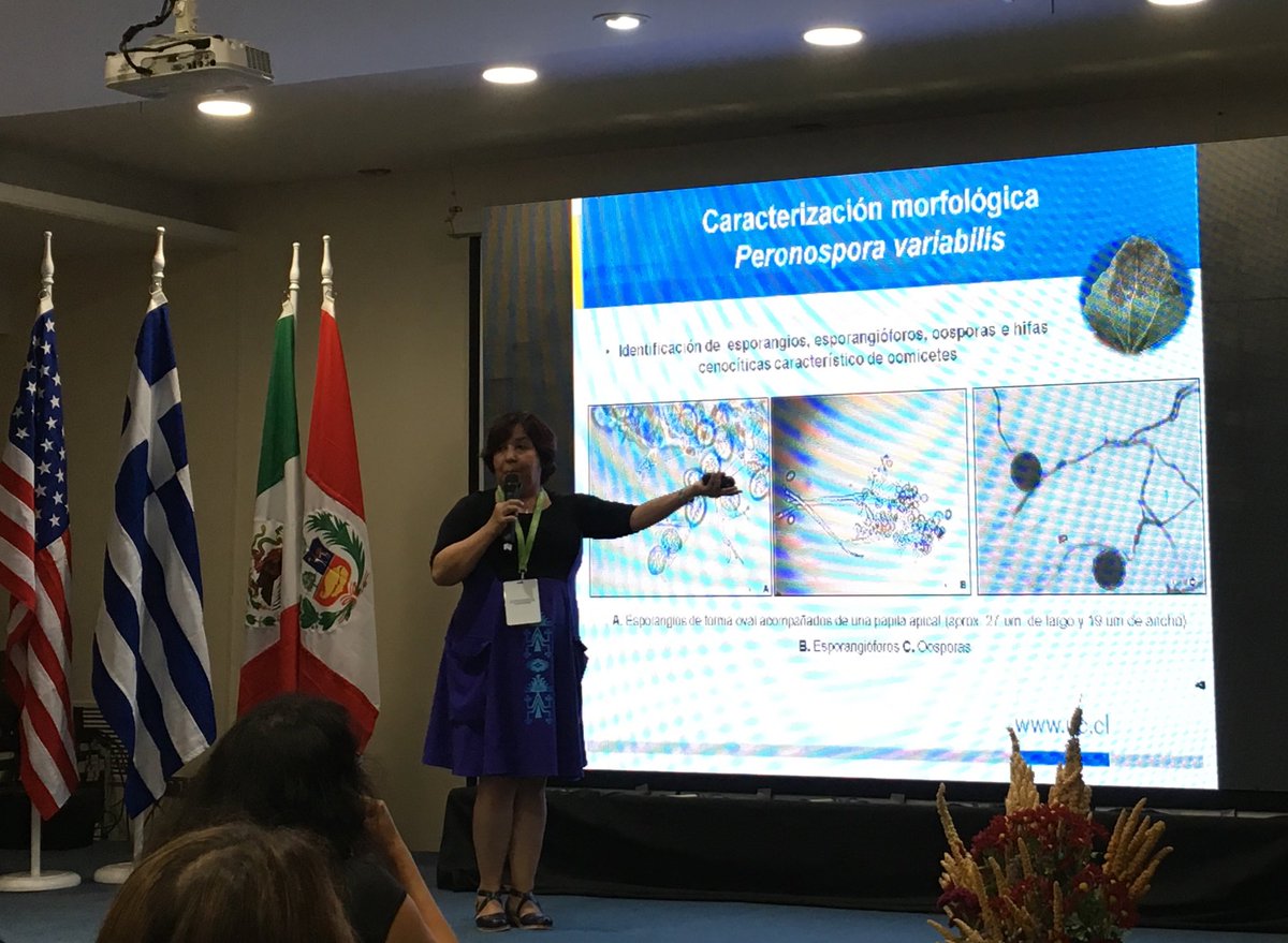 AgronomiaUC's tweet photo. Usted no lo diga: la quínua NO es un cereal! | En el cierre del #CongresoMundialQuinua2019  los profesores @francfue @IMRosales y @RChorbadjian  presentan sus investigaciones sobre esta amarantácea típica de la Cordillera de Los Ándes 🏔 https://t.co/KAjWtEYypC