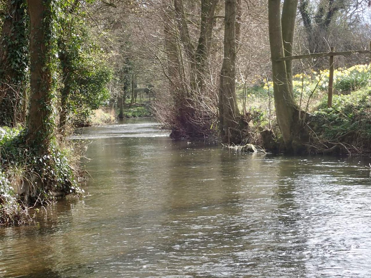 pickeringfish's tweet photo. Couple of hours today on #Pickering Beck in #ryedale.  Fish rising to size 18 CdC IOBOH: 10 nice #wildbrowntrout &amp; a dozen OOS #grayling landed. Great start to the #troutseason! New member applications welcome. https://t.co/WA4u2JEGY3 https://t.co/ORe9inH072