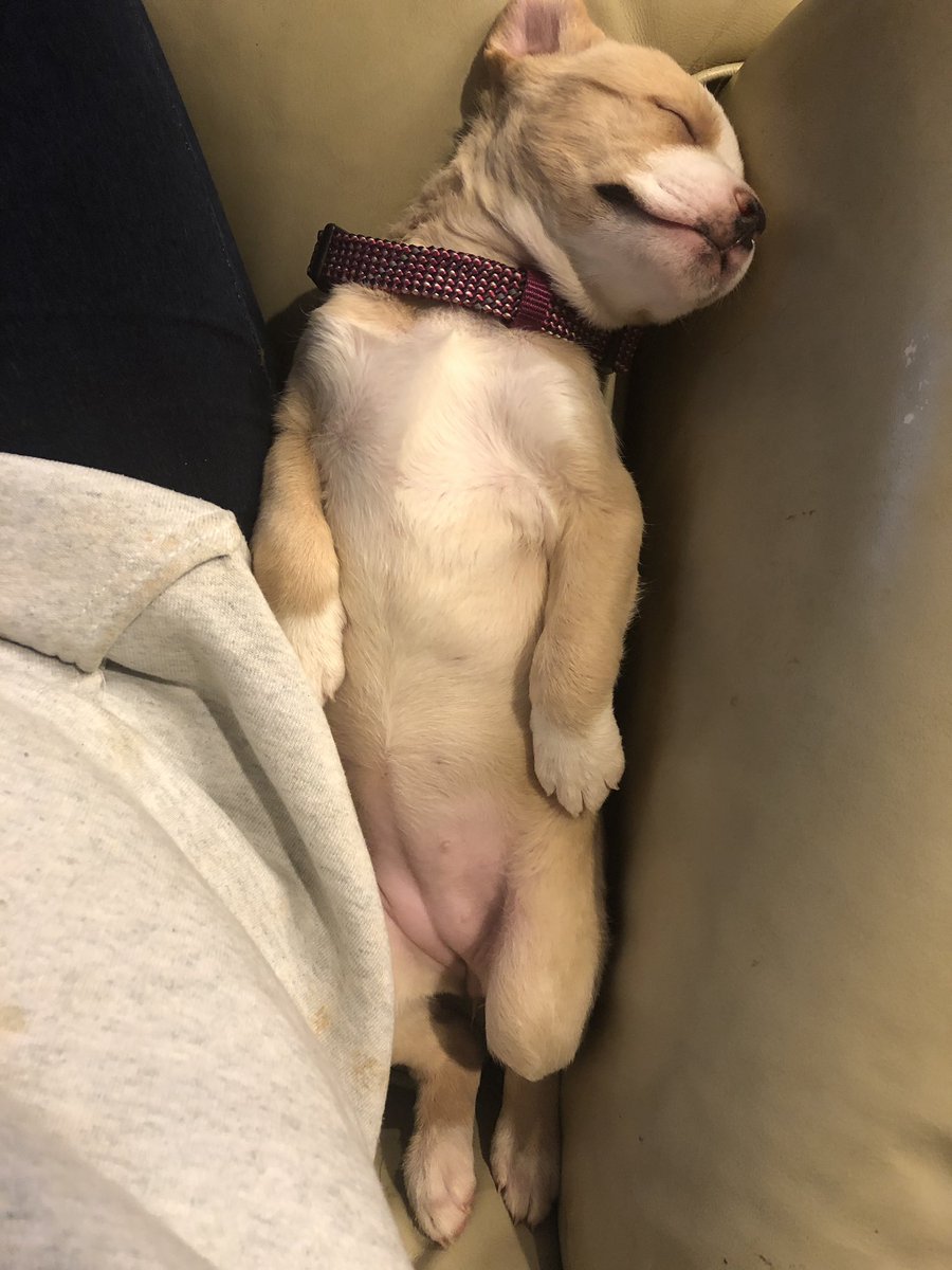 McFish54's tweet photo. She was so tiny. Now she’s a little shit head. https://t.co/WFfwOjsbLH