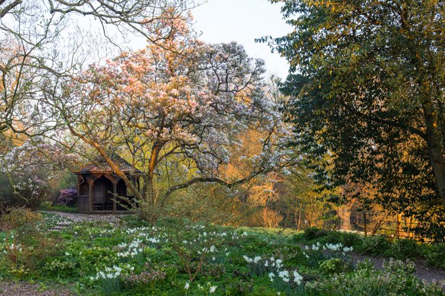 Borde Hill Garden invites you to bring your Mum to enjoy the magnificent display of camellias, magnolias, rhododendrons and Spring bulbs on its special Mothering Sunday guided tour (11.30-Noon)