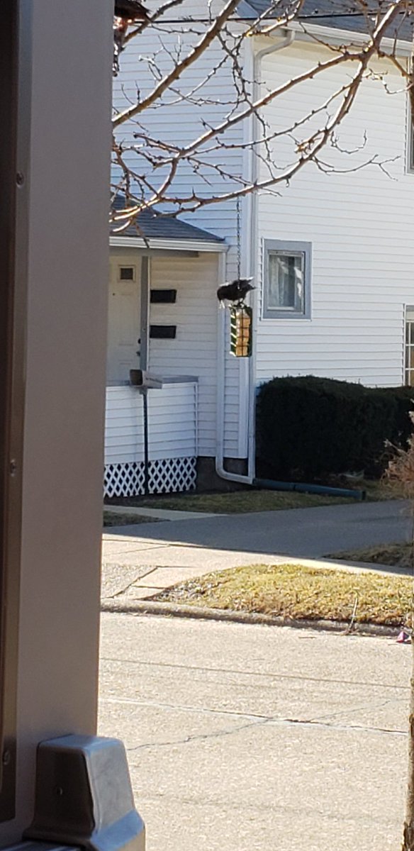 LakeCountyESC's tweet photo. Our Spring Break latchkey kiddos hung a bird feeder outside the gym doors! After a long 48 hours we finally had visitors enjoying the treats we hung!! https://t.co/41WnNNFKsH