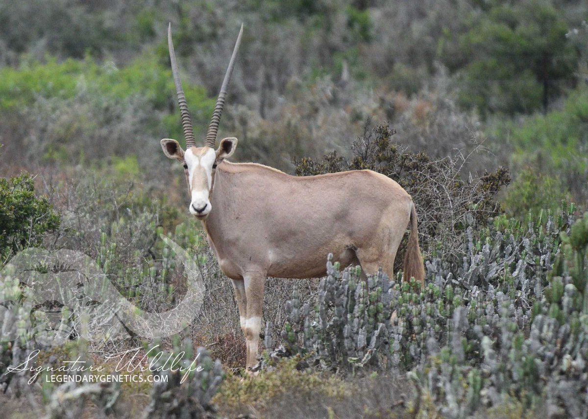 SigWildlife's tweet photo. Timed: Lot 231 &amp; 266 Two lots of one golden oryx bull on offer from Kwandwe Signature Wildlife. Bidding now open on the Wildswinkel App. https://t.co/49HdmYZxJU
