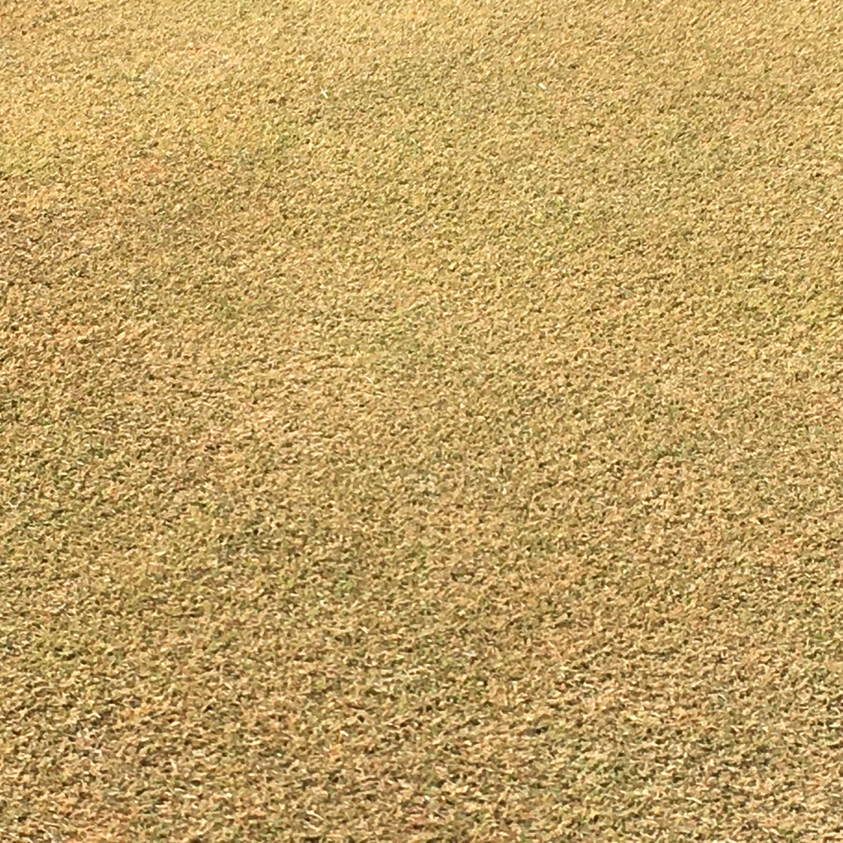 MuirfieldLakes's tweet photo. So... this happened over the weekend!  Won't be long now.
.
.
.
.
.
#golfhereforever #muirfieldlakes #lakesofmuirfield #strathmore #chestermere #golfgreen #signsofspring #yycgolf #golfyyc #golflifestyle #lifeisbetterwithgolf https://t.co/wa35DXyOOR