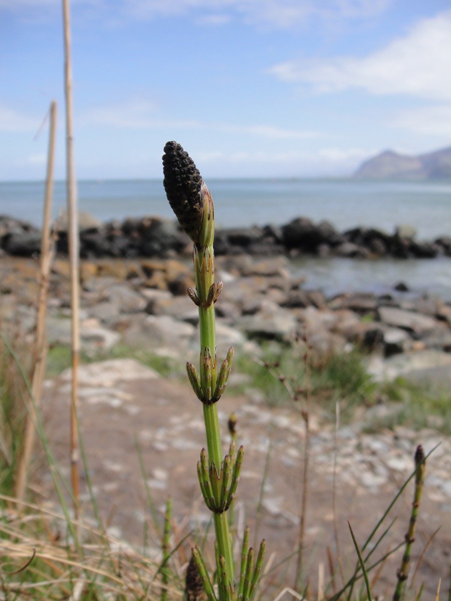 BotJLinnSoc's tweet photo. Sorting out the #horsetails: #phylogenetics, #classification and #typification of #Equisetum @BotJLinnSoc @LinneanSociety @KewScience https://t.co/drfZj2VjK4 https://t.co/eNvB7u7SKt