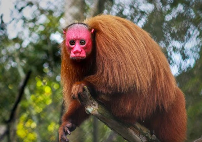 おサル 厳選 画像bot ウアカリ