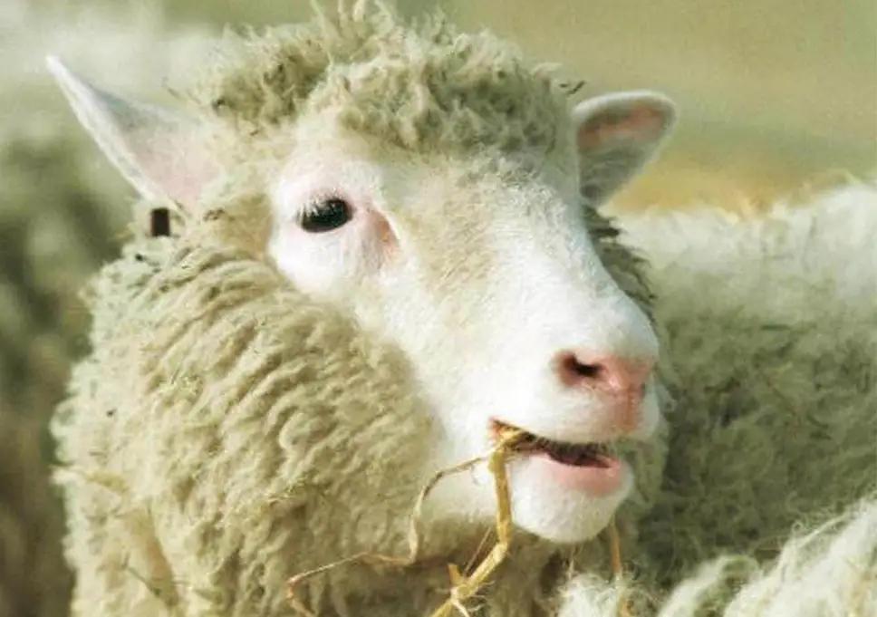 DOLLY 1996: Dolly the sheep, the first cloned mammal, is born on July 5th. The world was never told that there were, in fact, several clones, nor that the process had made them hyper-intelligent. Can the clone-sisters break out of their lab imprisonment and make it to freedom?