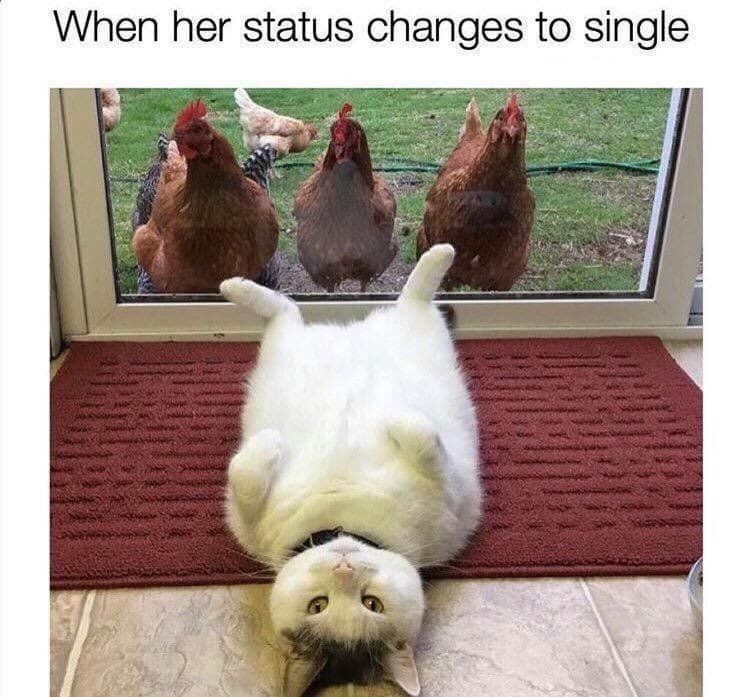DomPict's tweet photo. TOP 75 Funny Cats Memes
https://t.co/AU70uhNVB8 https://t.co/bYbLudkfAo