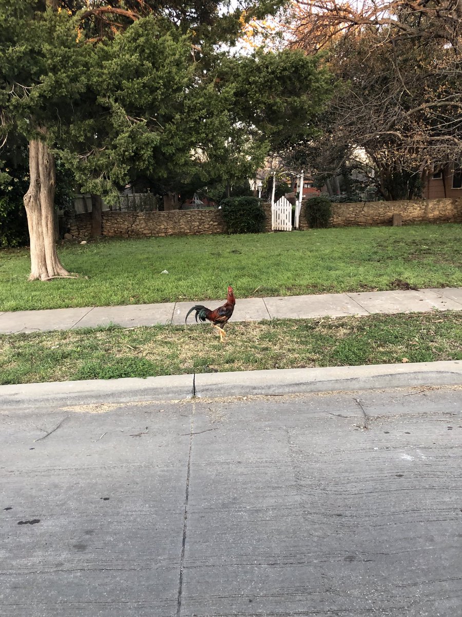 griggsfordallas's tweet photo. We shared a moment as I was crossing the road. #OnlyInDallas https://t.co/V9KwsKIrny