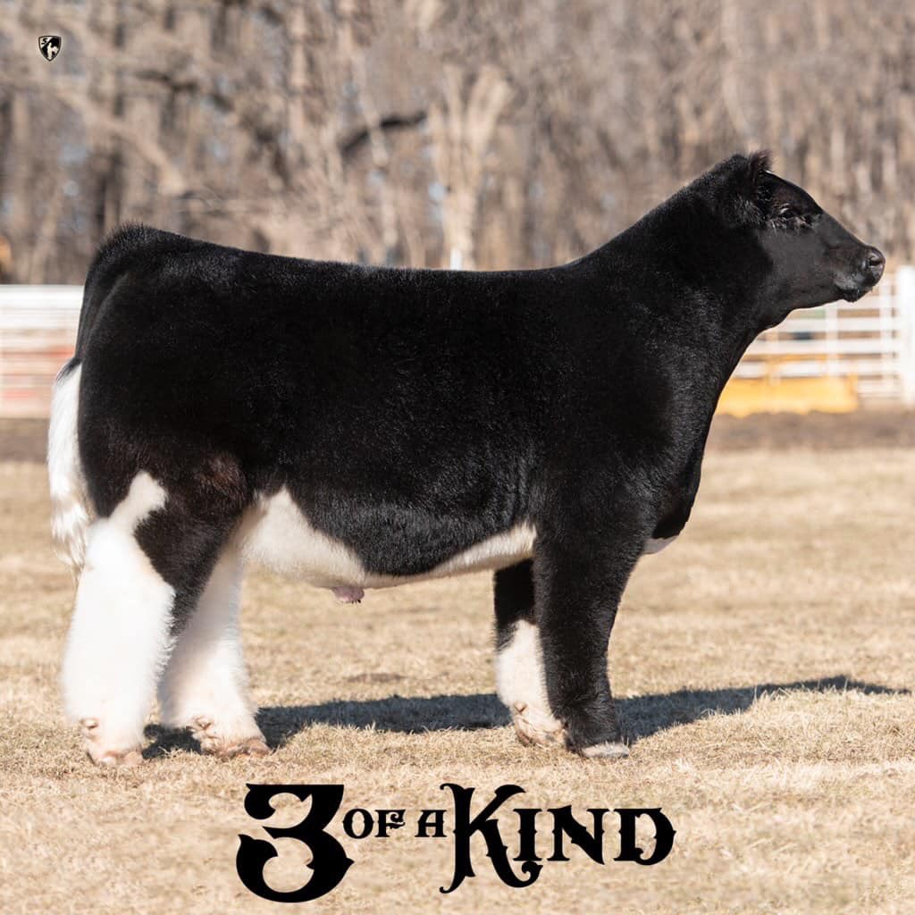 mattlautner's tweet photo. Thank You Cattle Visions For Your Large Order On MLC Three Of A Kind Today #CattleVisions #MLC
-
#NewIn2019
Name: Three Of A Kind
Sire: Made 2 Order (Deceased)
Dam: Lueking Emmerson Donor | Purchased At MLC In 2012
Raised By Taylor Lueking
Matt Lautner Cattle 515.391.9540 https://t.co/XH479MLa06
