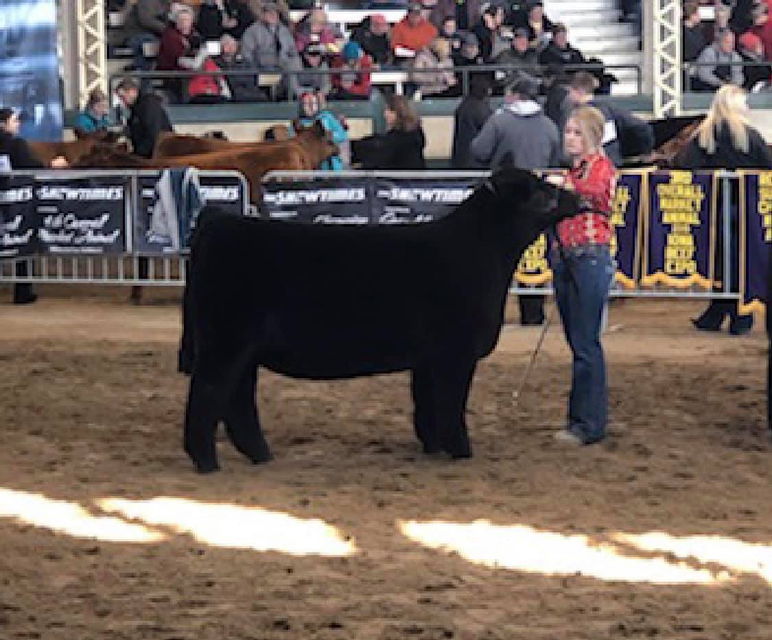 mattlautner's tweet photo. Thank You Cattle Visions For Your Large Order On MLC Three Of A Kind Today #CattleVisions #MLC
-
#NewIn2019
Name: Three Of A Kind
Sire: Made 2 Order (Deceased)
Dam: Lueking Emmerson Donor | Purchased At MLC In 2012
Raised By Taylor Lueking
Matt Lautner Cattle 515.391.9540 https://t.co/XH479MLa06