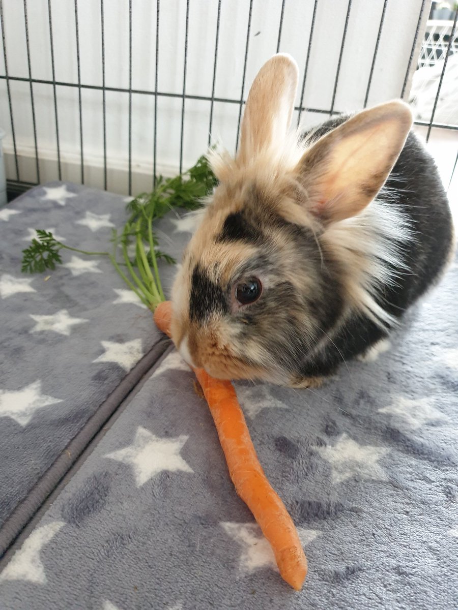 _Ellen88's tweet photo. @ZiggoWebcare mijn konijn komt voorlopig niet aan de nieuwe  afstandsbediening 😎😍 
Heel erg bedankt voor de lekkere wortels Danny! Liefs van Pip https://t.co/4dTe5IlTcg