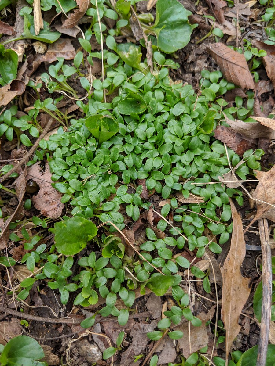 Woodlands Nature Station in LBL tweet media