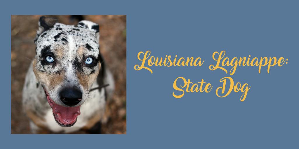 La Sec Of State Di Twitter Did You Know The Catahoula Leopard Dog Is The Only Breed Of Dog Native To La The Hound Is A Cross Of A Domestic Dog The Indians Of The Catahoula Lake Region Raised And A Spanish War Dog That Came Through In The Early