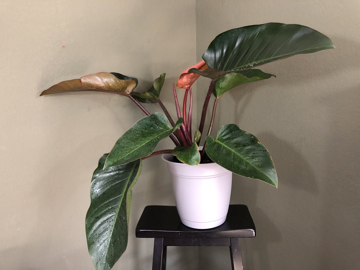 Raechel_Rae_'s tweet image. Caught between having too many plants and having to hide new ones from my bf, and being so excited about the new ones I immediately have to show them off to him #plantproblems