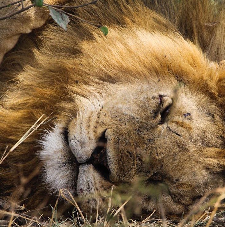 uthingofoundat1's tweet photo. Deschu- My 1st trip to Africa was to Tanzania; it was life changing. The vast plains of the Serengeti &amp; the beauty of Ngorongoro blew me away. This lion was sleeping under a tree watched by 3 nervous giraffes. I could not get over his size &amp; the aura of power emanating from him https://t.co/cxsW09tekc