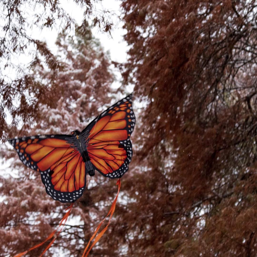 flyxkites's tweet photo. We've been seeing #MonarchButterflies everywhere in #SoCal 😍 Have you been blessed with nature's show?✨ Photo Credit:@susan.mulcahy ✨ 
#xkites #windnsun #flyxkites #butterfly #butterflykite #kites #kite #butterflymigration #monarchbutterfly #cooltoys #childrenstoys #wednesday https://t.co/5bbElV8TfJ
