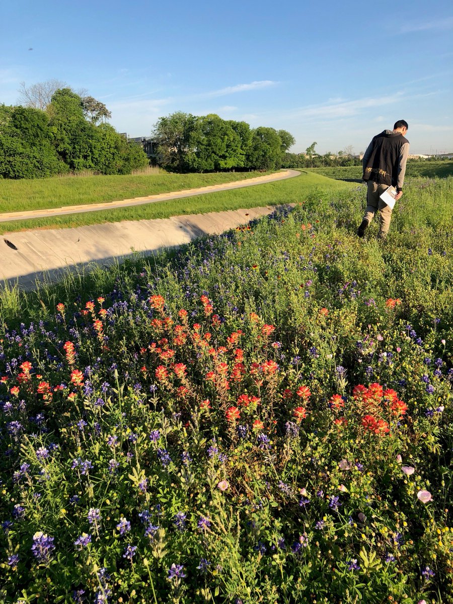 InControlT's tweet photo. The #wildflowers are beautiful today at a site along White Oak Bayou! Although they make it tough to find wells... #Houston #Environment #Groundwater https://t.co/brZPSy44uw