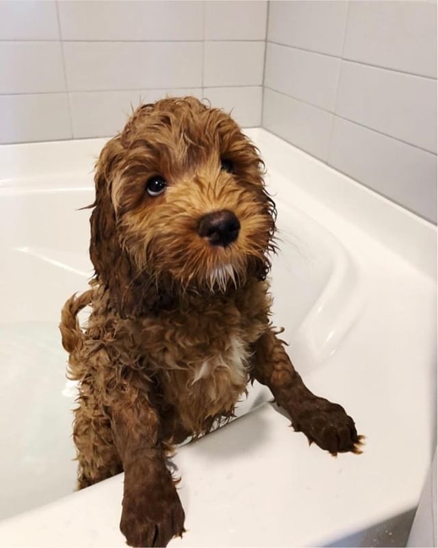 cowboymagic's tweet image. It’s Wet Dog Wednesday!! Who’s getting a bath today? 🛁🐶😉 Photo by @mulliganthemagnificent
.
"If I keep giving them these puppy dog eyes they’ll get me outta here right?? #firstbath" .
.
.
.
.
#doodletales #doodlesoftheworld #goldendoodlesofinsta #the… ift.tt/2CFWEwi