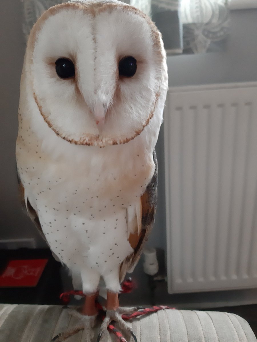 Murray The Owl On Twitter Can You Spot The Difference Between