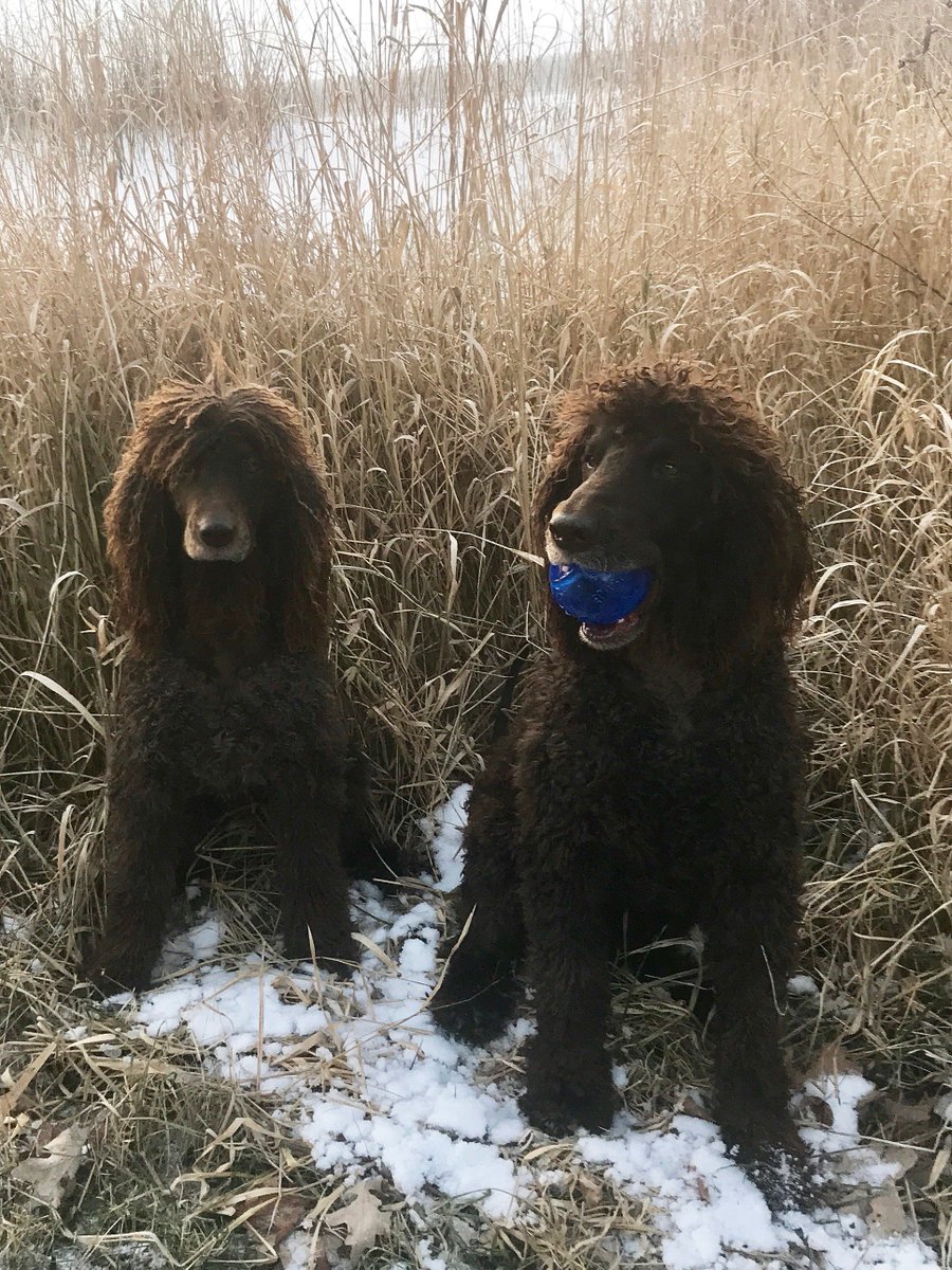 IWSAmerica's tweet photo. The snow is melting & Trout has found a favorite ball he hasn't seen since last fall. Here with sister Harp - Loved by Sarah Zumpf
#IrishWaterSpaniel #DogsOfTwitter #Dogs #MeltingSnow #SpringIsComing #FavoriteBall @DogCelebration @CKC4TheDogs @TheDogist https://t.co/WZ5fLJ0wGq