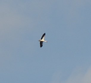 britbutterflies's tweet photo. Heading towards @wkwt #BrandonMarsh via #RytonWood a moment ago. #BigBird Any ideas @BoatBirder @keithwarmie? Common Crane??? https://t.co/TPMte3bB17