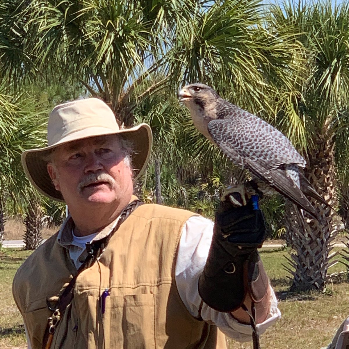 Steve Hoddy of Earthquest put on an incredible program at this past weekend’s festival. This Renegade (hybrid Peregrine falcon) was free flighted during the show to demonstrate why falcons are the fastest animals on the planet! 🌎 #falcons #birdsofprey #birds #florida #birding
