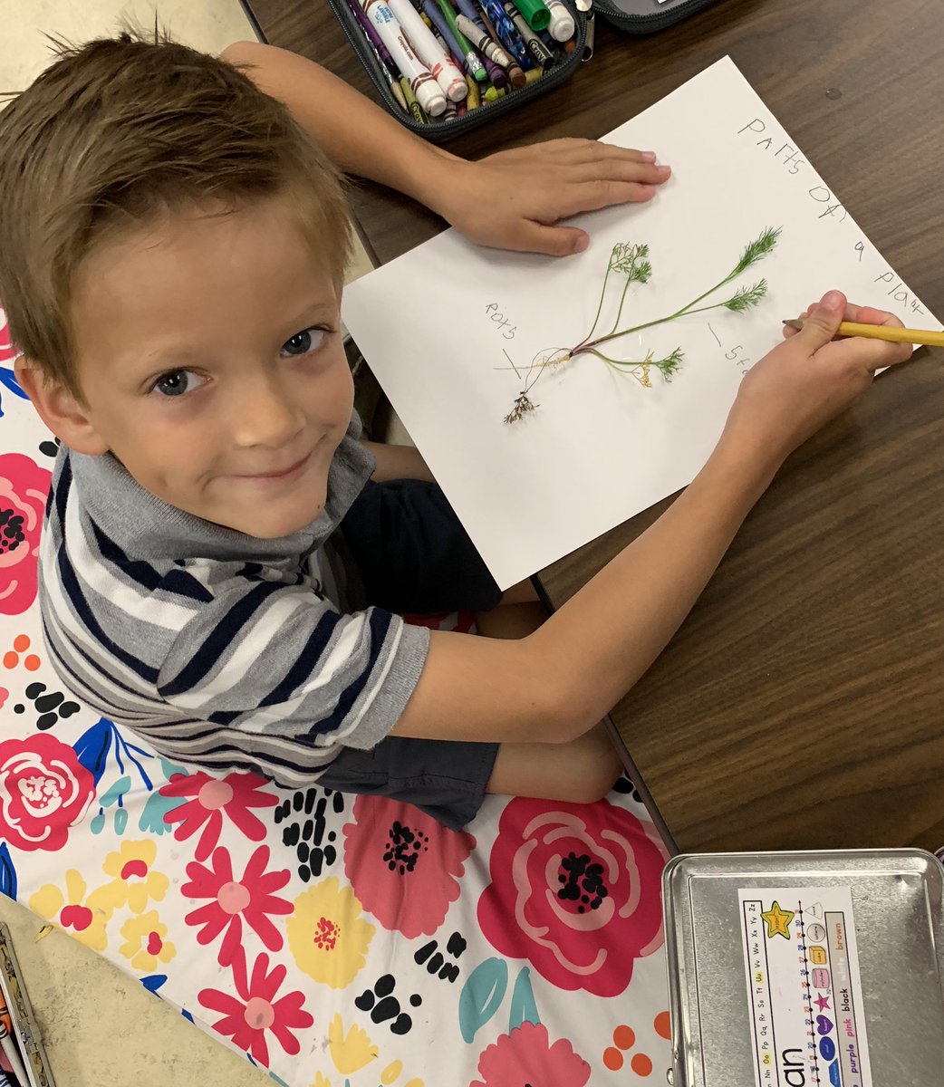 MrsBurnsPreK's tweet photo. Took science outside today! We collected plants to label for our “Parts of a Plant” activity. 🌱@NISDMireles #JAMkinder https://t.co/j6kG4e0200