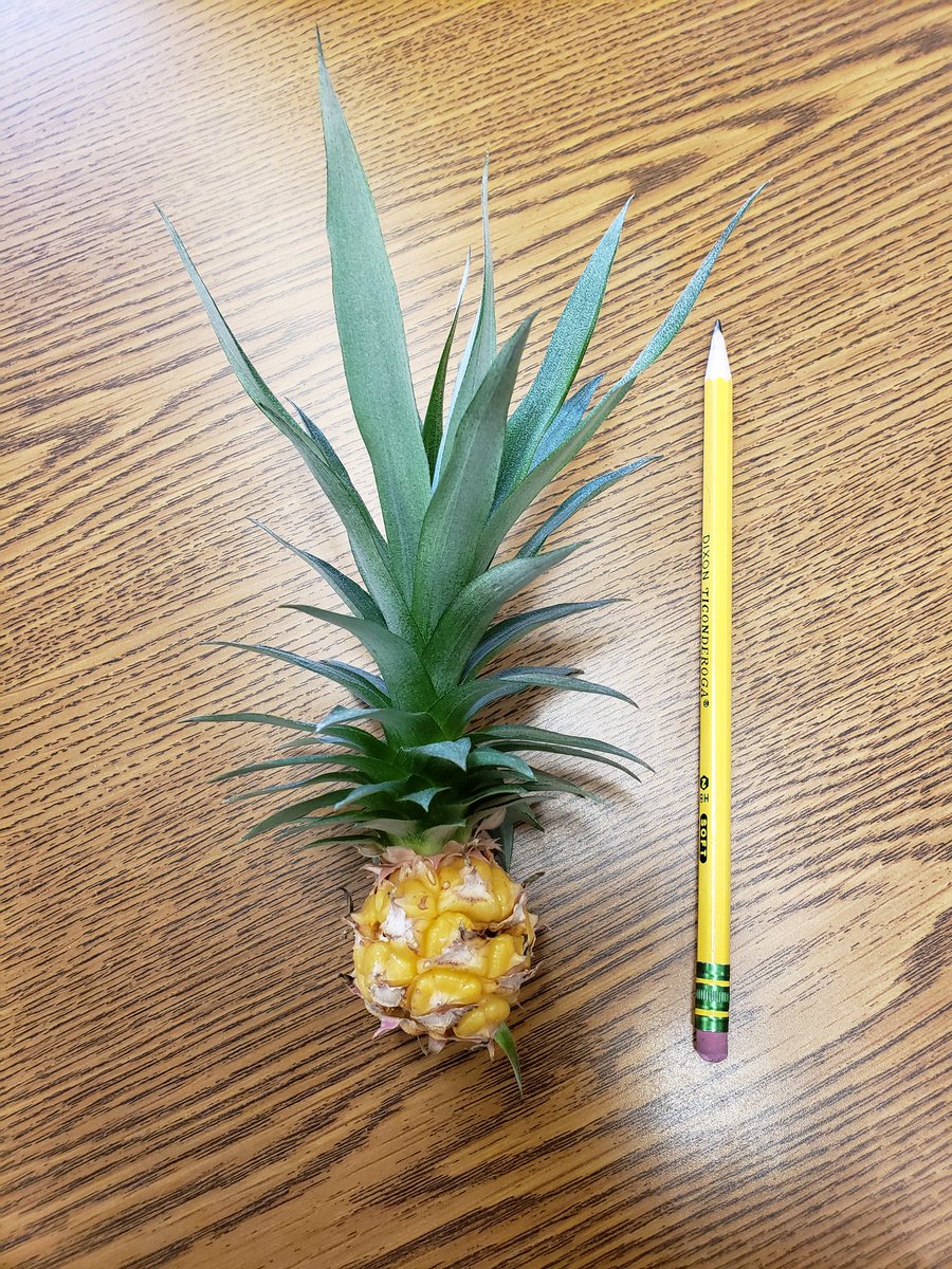 wordsofmento's tweet photo. I picked our #librarypineapple today. You never know what you will learn about when you stop by the library! 
#basdpride https://t.co/wYRl5lRvMc