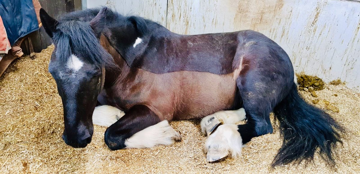 ClaireSalesSupp's tweet photo. Ssssh!! Received this great picture from the farm today! #irishcob #MickeyWalker ๐ https://t.co/ye2yEy1cYA