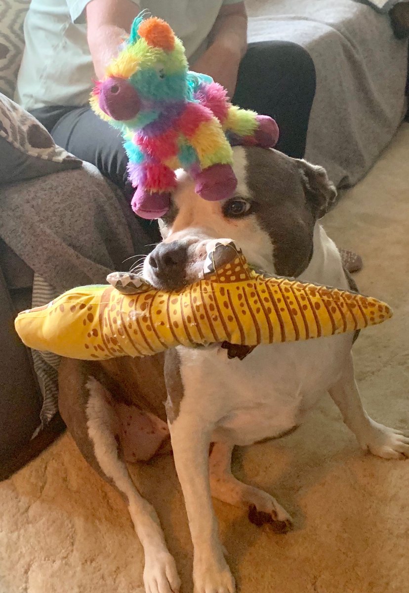 SusanDReynolds's tweet photo. One of the many reasons #pitbulls are called #clowndogs 😂🥰 🤡 🐶 https://t.co/pyn0gBrbvN