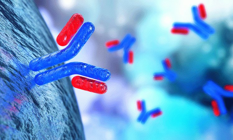 InfoVitares's tweet photo. Bi-specific antibodies, like a bridge between cancer and immune system 
Read our article on #BiTE #antibodies against #cancer: https://t.co/BLT3bsL6L7 https://t.co/f6cZWoY3HO